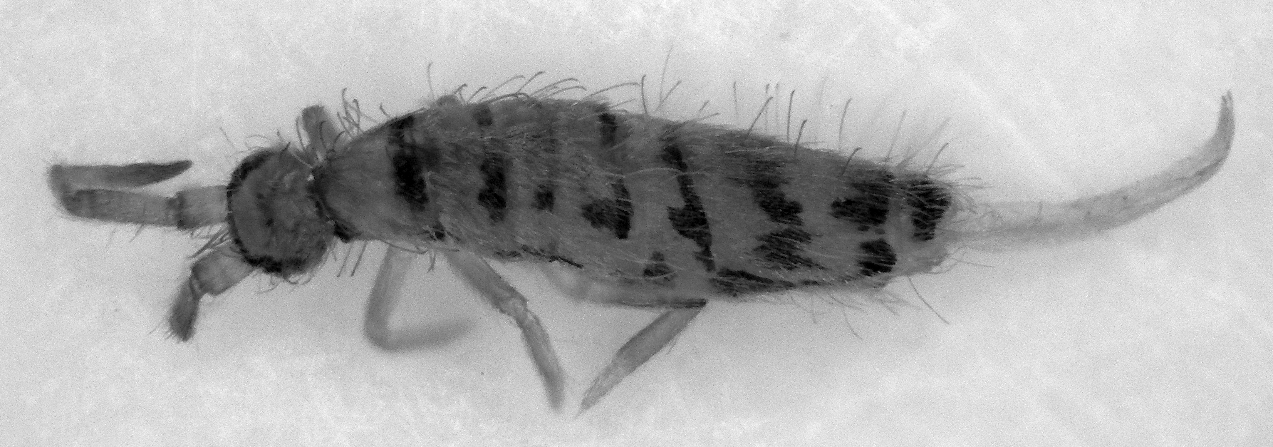 Orchesella flavescens